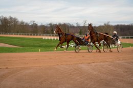 Cheval,-Chevaux,-Domaine-de-Grosbois,-Drivers,Grosbois,-Kaleidos,-Kaleidos-images,-La-parole-à-limage,-Marolles-en-Brie,-Sulky,-Tarek-Charara,-Trot,-Trotteurs